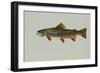 Brook Trout-null-Framed Giclee Print