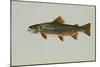 Brook Trout-null-Mounted Giclee Print