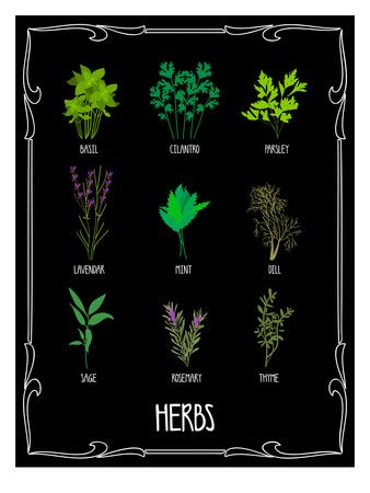 Garden Herbs