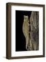 Brookesia Superciliaris (Brown Leaf Chameleon)-Paul Starosta-Framed Photographic Print