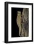 Brookesia Superciliaris (Brown Leaf Chameleon)-Paul Starosta-Framed Photographic Print