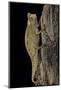 Brookesia Superciliaris (Brown Leaf Chameleon)-Paul Starosta-Mounted Photographic Print
