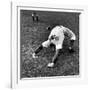 Brooklyn Dodgers Pitcher Ed Albosta Doing Stretching Exercise During Spring Training-William Vandivert-Framed Premium Photographic Print