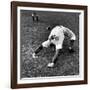 Brooklyn Dodgers Pitcher Ed Albosta Doing Stretching Exercise During Spring Training-William Vandivert-Framed Premium Photographic Print