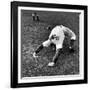 Brooklyn Dodgers Pitcher Ed Albosta Doing Stretching Exercise During Spring Training-William Vandivert-Framed Premium Photographic Print