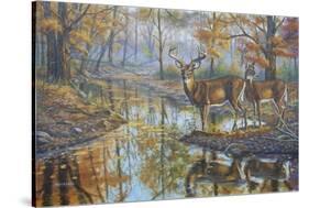 Brookside Retreat - Whitetails-Bruce Dumas-Stretched Canvas