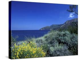 Broom Flowers and the Mediterranean Sea, Sicily, Italy-Michele Molinari-Stretched Canvas