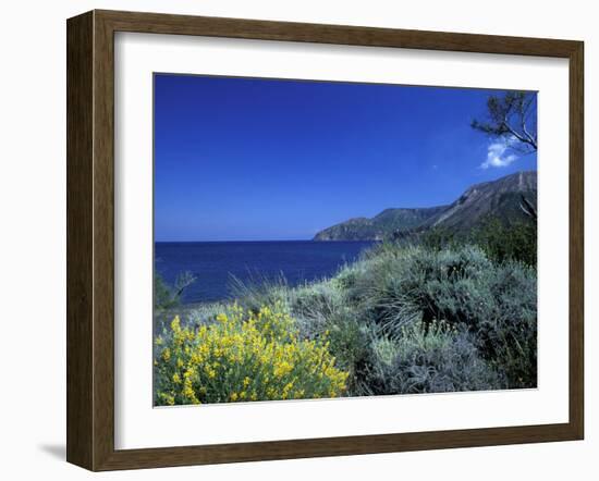Broom Flowers and the Mediterranean Sea, Sicily, Italy-Michele Molinari-Framed Premium Photographic Print