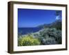 Broom Flowers and the Mediterranean Sea, Sicily, Italy-Michele Molinari-Framed Premium Photographic Print