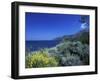 Broom Flowers and the Mediterranean Sea, Sicily, Italy-Michele Molinari-Framed Premium Photographic Print