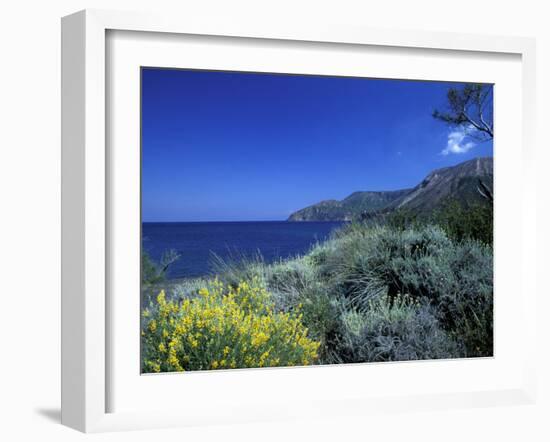 Broom Flowers and the Mediterranean Sea, Sicily, Italy-Michele Molinari-Framed Premium Photographic Print