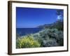 Broom Flowers and the Mediterranean Sea, Sicily, Italy-Michele Molinari-Framed Photographic Print