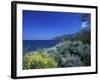 Broom Flowers and the Mediterranean Sea, Sicily, Italy-Michele Molinari-Framed Photographic Print