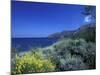 Broom Flowers and the Mediterranean Sea, Sicily, Italy-Michele Molinari-Mounted Photographic Print