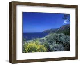 Broom Flowers and the Mediterranean Sea, Sicily, Italy-Michele Molinari-Framed Photographic Print