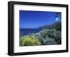 Broom Flowers and the Mediterranean Sea, Sicily, Italy-Michele Molinari-Framed Photographic Print