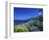 Broom Flowers and the Mediterranean Sea, Sicily, Italy-Michele Molinari-Framed Photographic Print