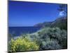 Broom Flowers and the Mediterranean Sea, Sicily, Italy-Michele Molinari-Mounted Photographic Print