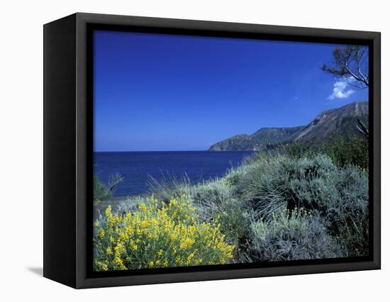 Broom Flowers and the Mediterranean Sea, Sicily, Italy-Michele Molinari-Framed Stretched Canvas