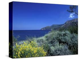 Broom Flowers and the Mediterranean Sea, Sicily, Italy-Michele Molinari-Stretched Canvas