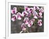 Broom Purple Blossom-Charles Bowman-Framed Photographic Print