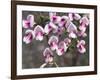 Broom Purple Blossom-Charles Bowman-Framed Photographic Print