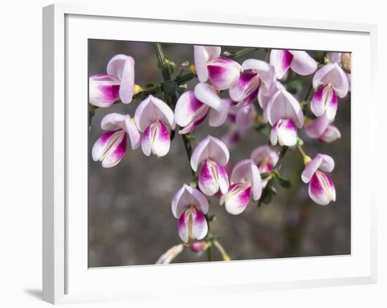 Broom Purple Blossom-Charles Bowman-Framed Photographic Print