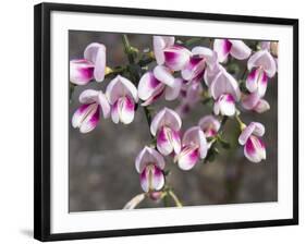 Broom Purple Blossom-Charles Bowman-Framed Photographic Print