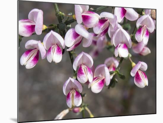 Broom Purple Blossom-Charles Bowman-Mounted Photographic Print