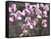 Broom Purple Blossom-Charles Bowman-Framed Stretched Canvas