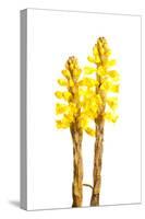 Broomrape (Cistanche Phelypaea) in Flower, Huelva, Spain, April 2009-Benvie-Stretched Canvas