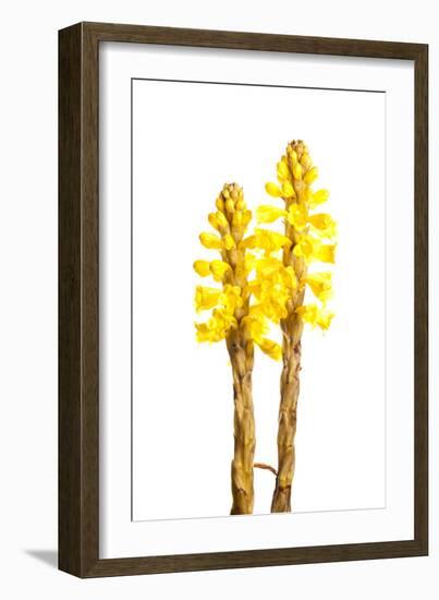 Broomrape (Cistanche Phelypaea) in Flower, Huelva, Spain, April 2009-Benvie-Framed Photographic Print