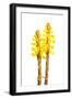 Broomrape (Cistanche Phelypaea) in Flower, Huelva, Spain, April 2009-Benvie-Framed Photographic Print