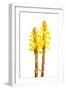 Broomrape (Cistanche Phelypaea) in Flower, Huelva, Spain, April 2009-Benvie-Framed Photographic Print