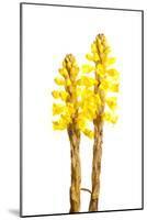 Broomrape (Cistanche Phelypaea) in Flower, Huelva, Spain, April 2009-Benvie-Mounted Photographic Print