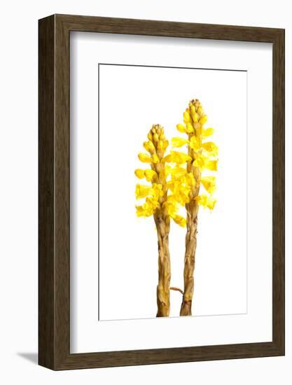 Broomrape (Cistanche Phelypaea) in Flower, Huelva, Spain, April 2009-Benvie-Framed Photographic Print