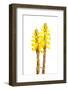 Broomrape (Cistanche Phelypaea) in Flower, Huelva, Spain, April 2009-Benvie-Framed Photographic Print