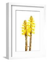 Broomrape (Cistanche Phelypaea) in Flower, Huelva, Spain, April 2009-Benvie-Framed Photographic Print