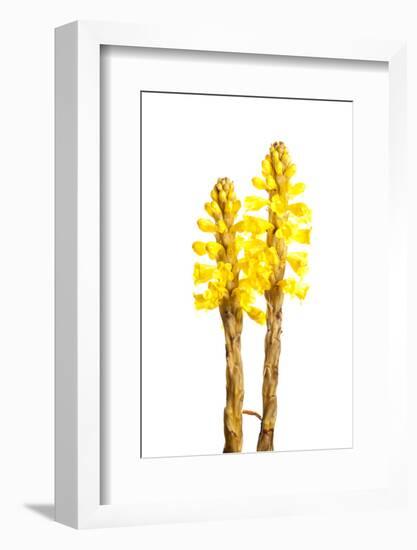 Broomrape (Cistanche Phelypaea) in Flower, Huelva, Spain, April 2009-Benvie-Framed Photographic Print