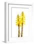 Broomrape (Cistanche Phelypaea) in Flower, Huelva, Spain, April 2009-Benvie-Framed Photographic Print