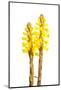 Broomrape (Cistanche Phelypaea) in Flower, Huelva, Spain, April 2009-Benvie-Mounted Photographic Print