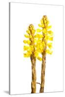 Broomrape (Cistanche Phelypaea) in Flower, Huelva, Spain, April 2009-Benvie-Stretched Canvas