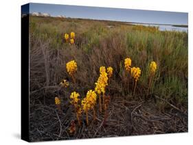 Broomrape (Cistanche Phelypaea) in Flower, Killing its Host Glasswort (Salicornia Sp) Huelva, Spain-Benvie-Stretched Canvas