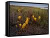 Broomrape (Cistanche Phelypaea) in Flower, Killing its Host Glasswort (Salicornia Sp) Huelva, Spain-Benvie-Framed Stretched Canvas