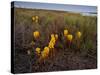 Broomrape (Cistanche Phelypaea) in Flower, Killing its Host Glasswort (Salicornia Sp) Huelva, Spain-Benvie-Stretched Canvas