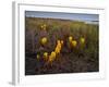 Broomrape (Cistanche Phelypaea) in Flower, Killing its Host Glasswort (Salicornia Sp) Huelva, Spain-Benvie-Framed Photographic Print