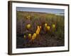 Broomrape (Cistanche Phelypaea) in Flower, Killing its Host Glasswort (Salicornia Sp) Huelva, Spain-Benvie-Framed Photographic Print