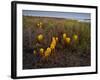 Broomrape (Cistanche Phelypaea) in Flower, Killing its Host Glasswort (Salicornia Sp) Huelva, Spain-Benvie-Framed Photographic Print