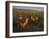 Broomrape (Cistanche Phelypaea) in Flower, Killing its Host Glasswort (Salicornia Sp) Huelva, Spain-Benvie-Framed Photographic Print