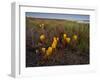 Broomrape (Cistanche Phelypaea) in Flower, Killing its Host Glasswort (Salicornia Sp) Huelva, Spain-Benvie-Framed Photographic Print